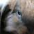un oeil de lapin