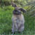 un lapin curieux