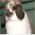 lapin qui tire la langue