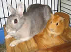 Lapin nain et cochon d'inde
