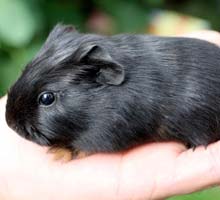 lapin cobaye