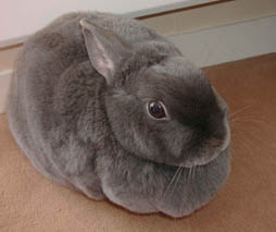 Notre Grisette, lapine naine